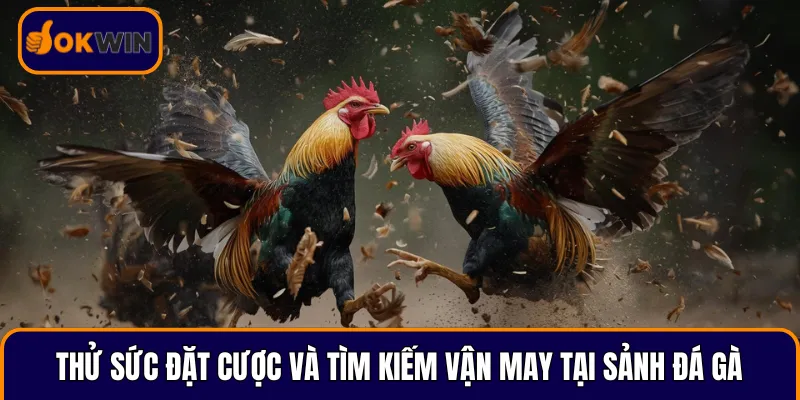 Thử sức đặt cược và tìm kiếm vận may tại sảnh đá gà